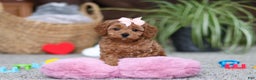 Cavapoo dogs for sale: Adele - Ad 3