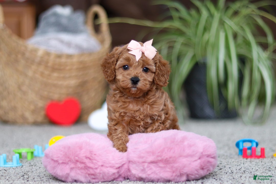 Cavapoo dogs for sale: Adele - Ad 3