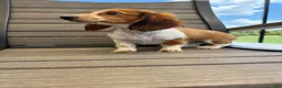 Miniature Dachshund dogs for sale: Dixie new pictures - Ad 13