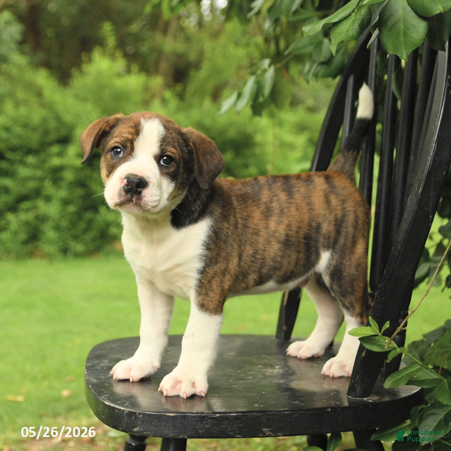 Mixed Breed dogs for sale: Washington - Ad 2