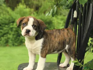 Mixed Breed dogs for sale: Washington - Ad 2