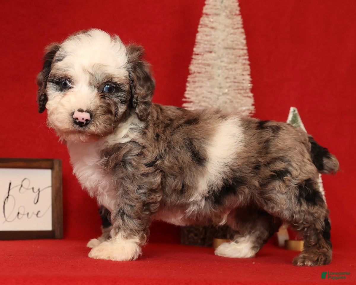 Miniature Poodle dogs Champ - Ad 9