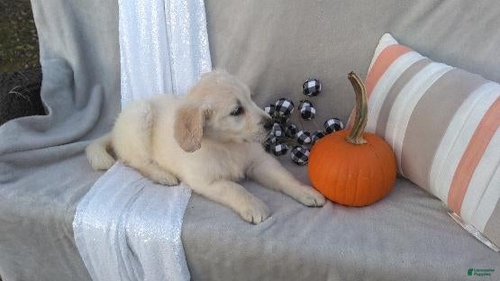 Golden Retriever dogs for sale: Anna - Ad 2