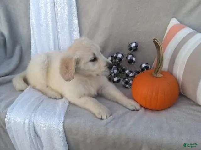 Golden Retriever dogs for sale: Anna - Ad 2