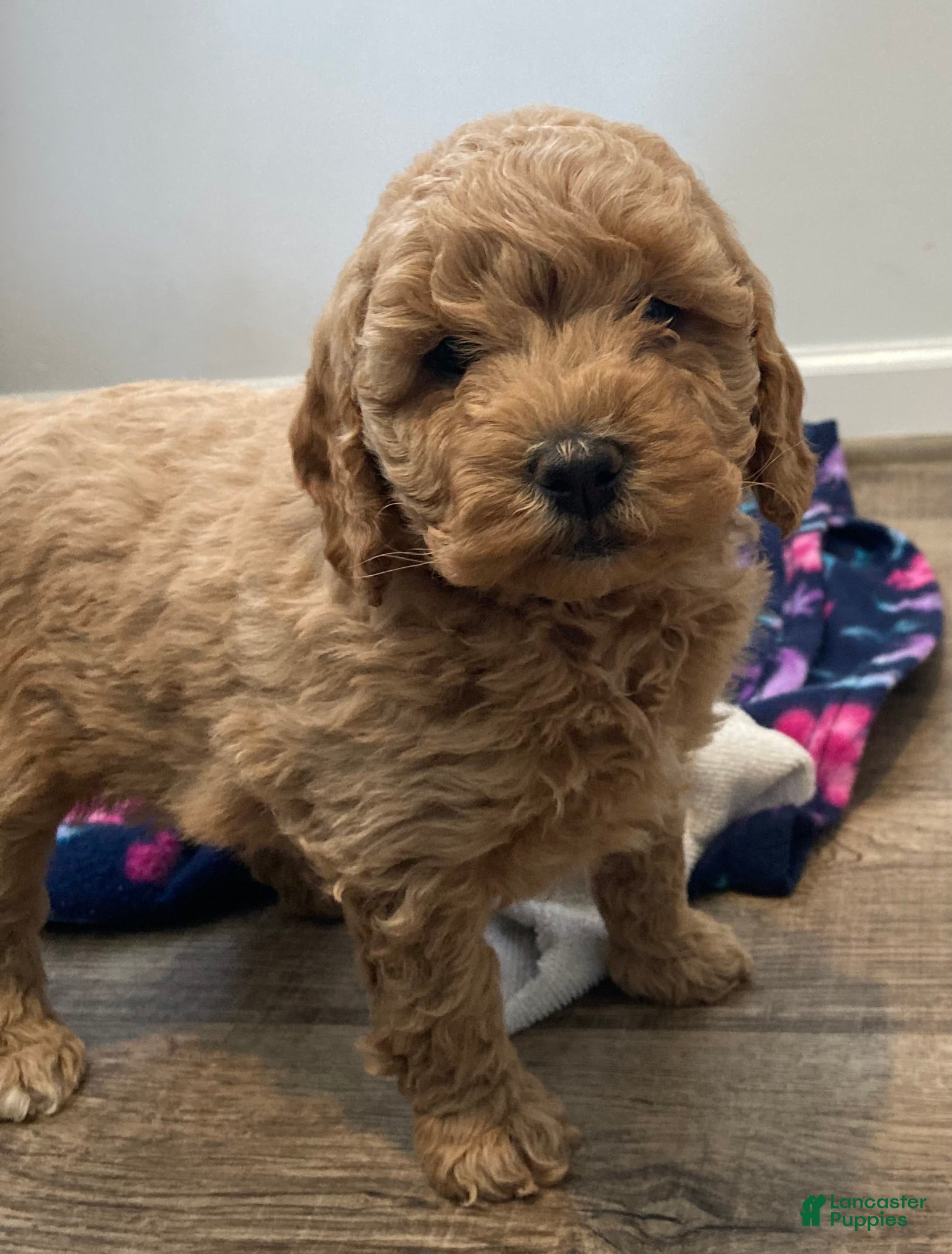 Labradoodle dogs Gracie - Ad 38
