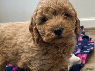 Labradoodle dogs Gracie - Ad 38