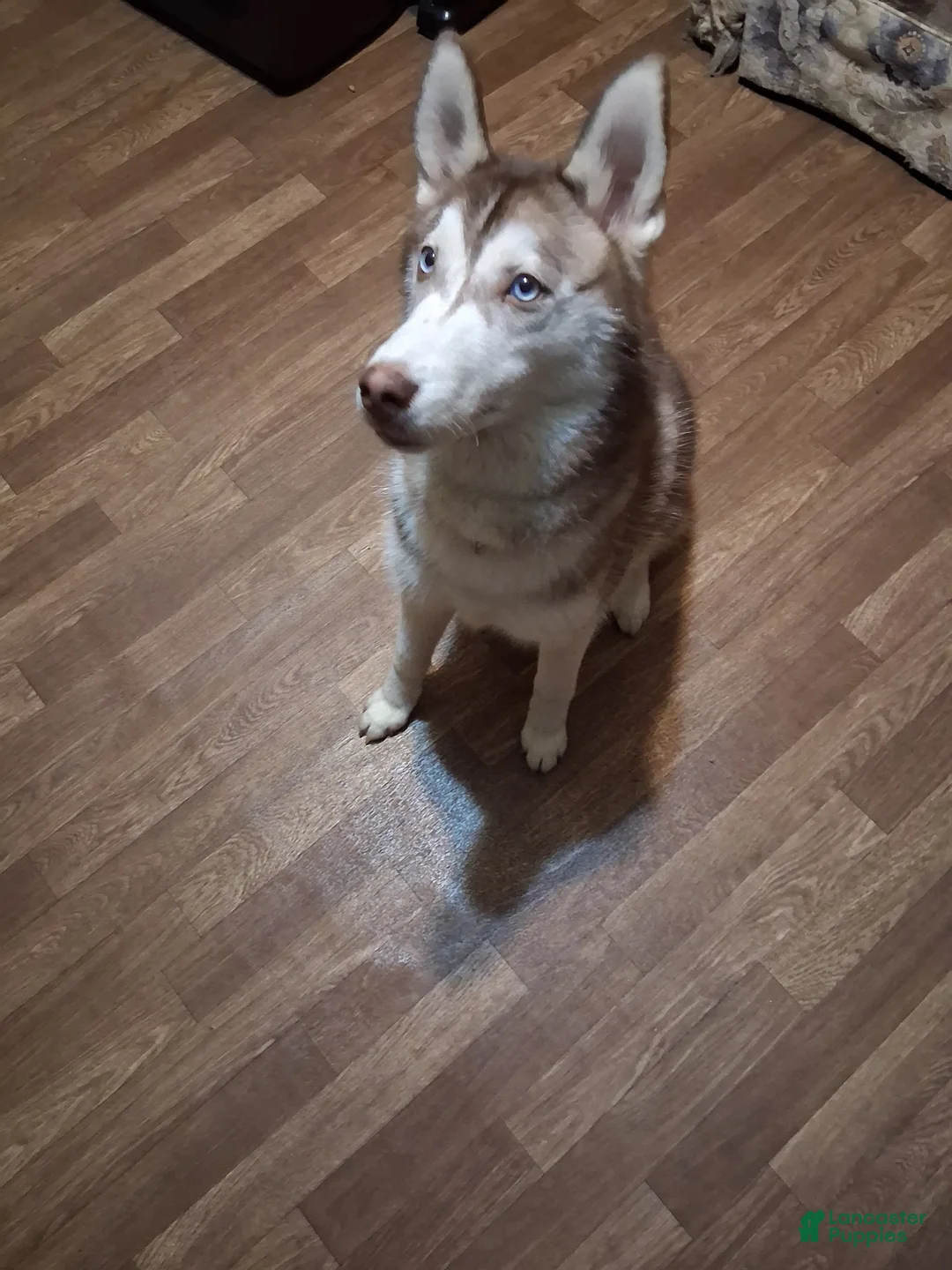 Alaskan Husky dogs for sale: Alaskan Husky Puppy 3 - Ad 2