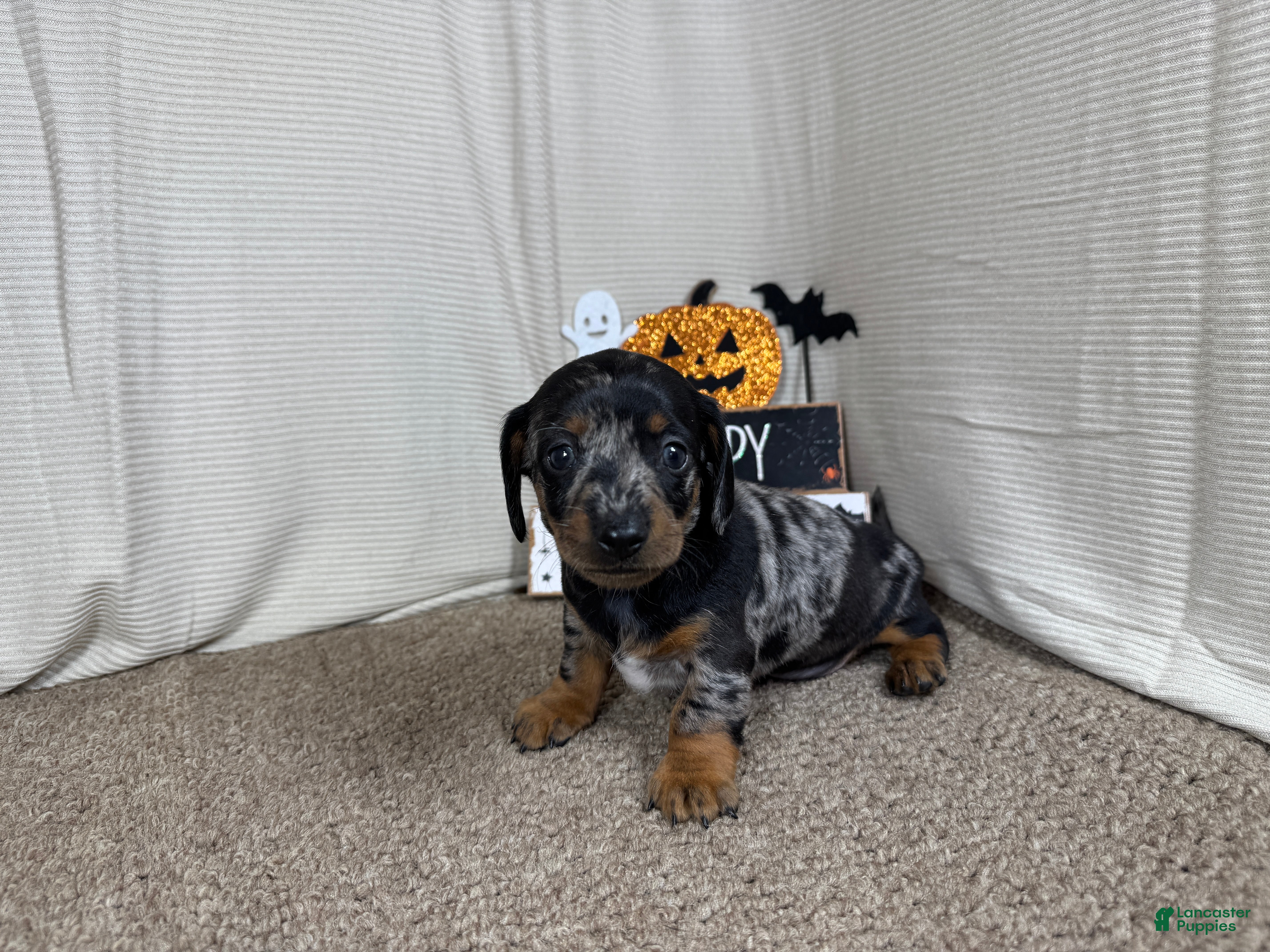 Miniature Dachshund dogs Miniature Dachshund 2 - Ad 25