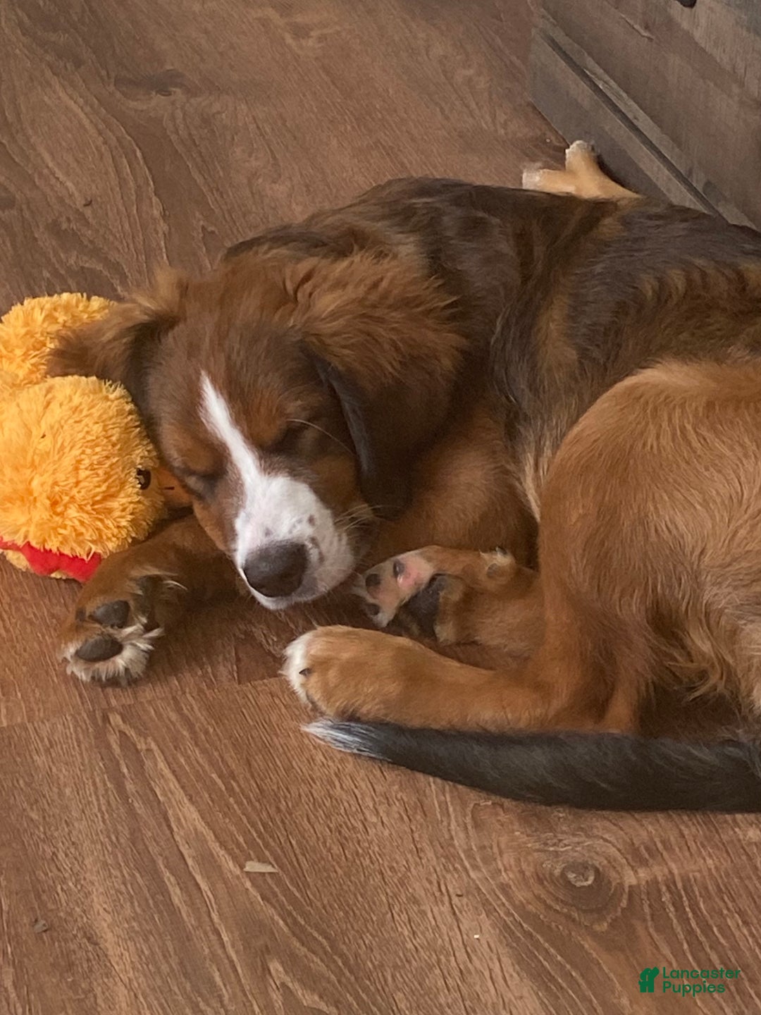 Bernedoodle dogs for sale: Harriet  - Ad 3