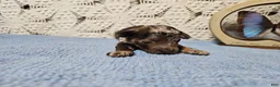 Mini Goldendoodle dogs for sale: Saffron  - Ad 11