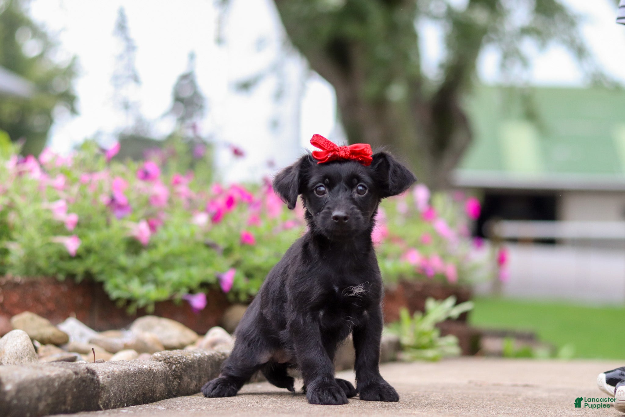 Yorkiepoo dogs Pansy - Ad 2