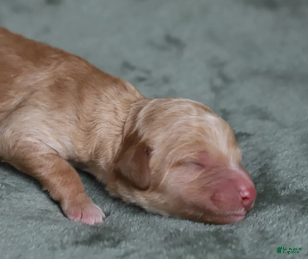 Goldendoodle dogs for sale: Rune - Ad 6