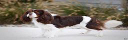 Miniature Bernese Mountain Dog dogs for sale: Savannah - Ad 6