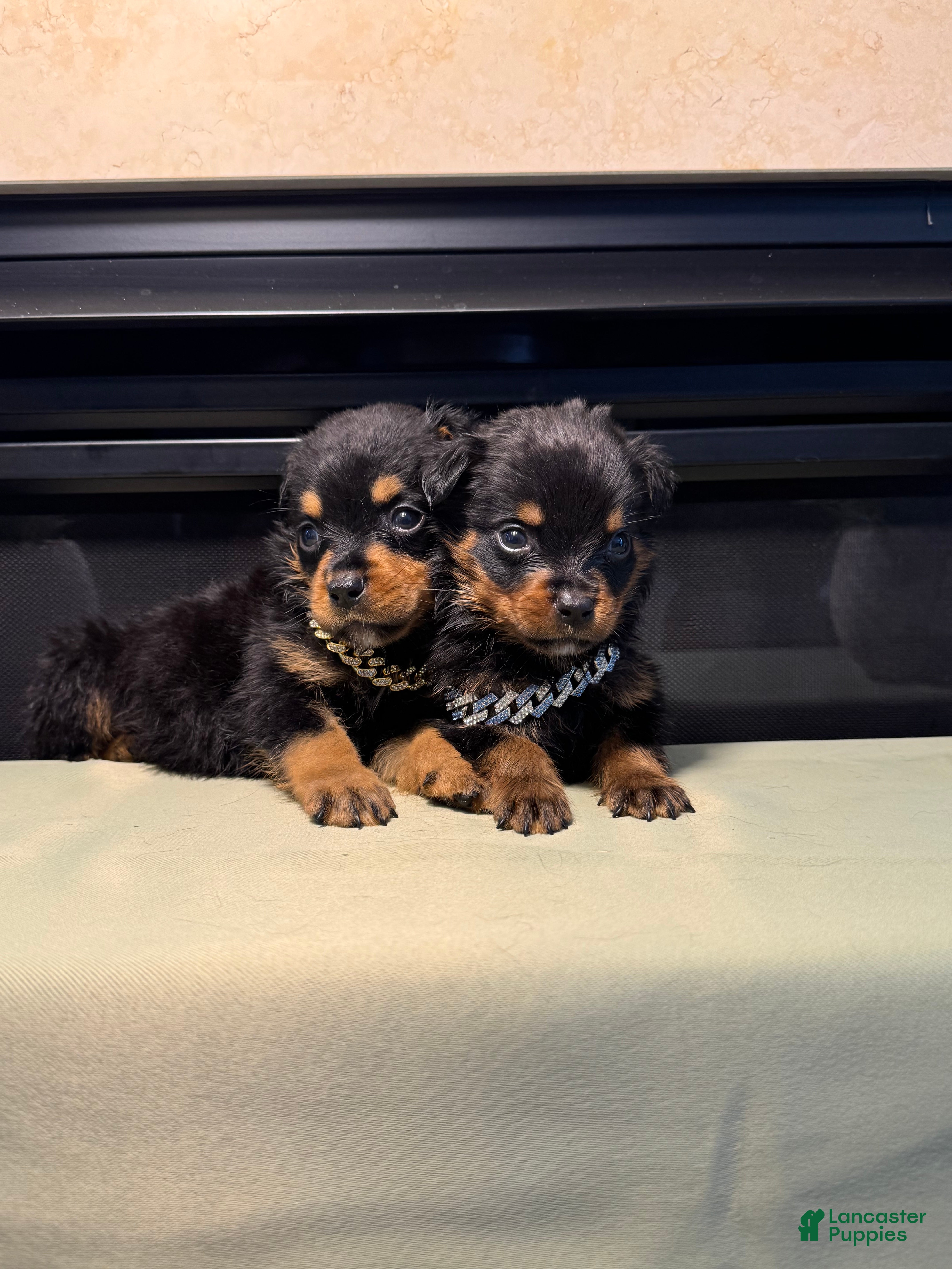 Rottweiler dogs Rottweiler 1 - Ad 2