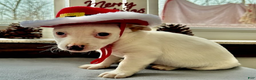 Jack Russell Terrier dogs for sale: Iris - Ad 4