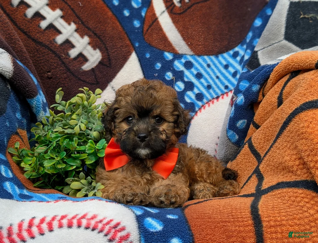 Shihpoo dogs for sale: Connolly Hypoallergenic - Ad 6