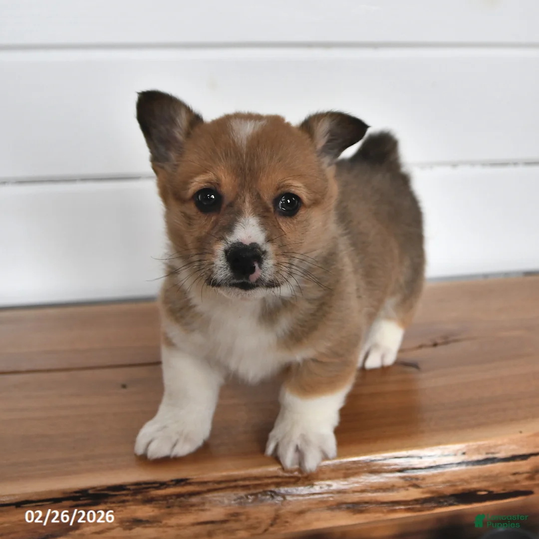Welsh Corgi Pembroke dogs for sale: Biscuit - Ad 4