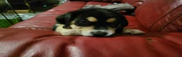American Pit Bull Terrier dogs for sale: American Pit Bull Terrier 5 - Ad 21
