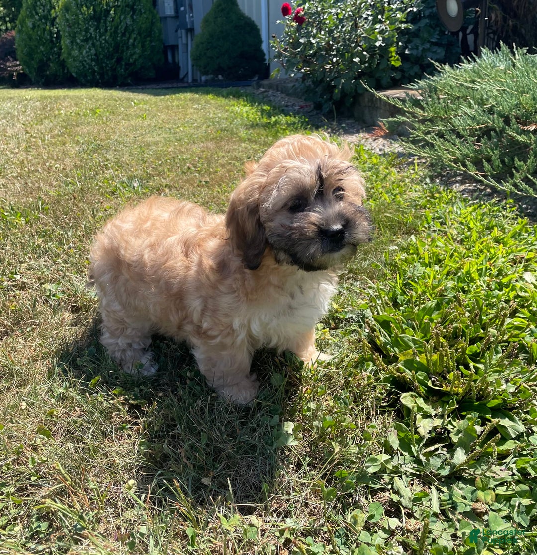 Teddy Bear dogs for sale: Sammy - Ad 11