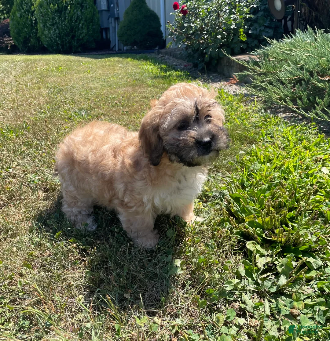 Teddy Bear dogs for sale: Sammy - Ad 11