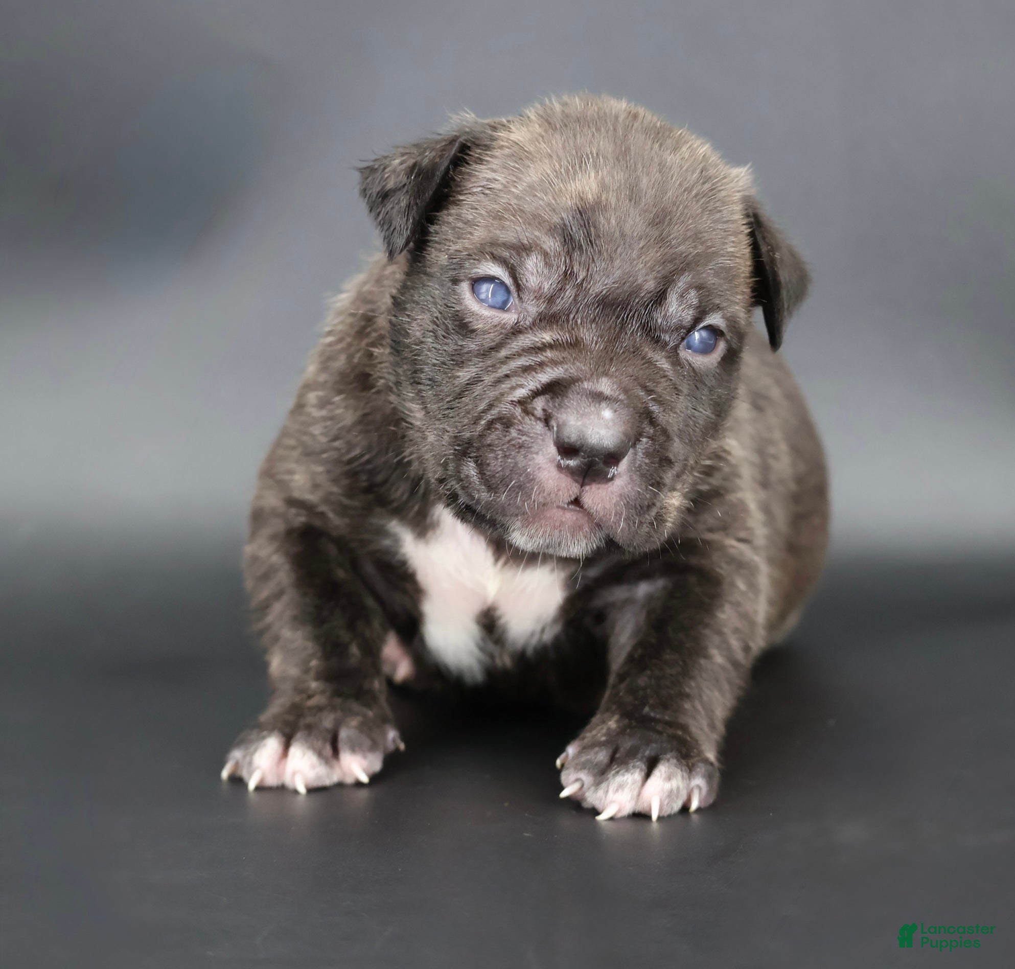 American Bully dogs Blacksmith - Ad 1
