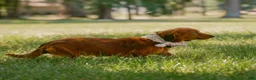 Miniature Dachshund dogs for sale: Indy  - Ad 8