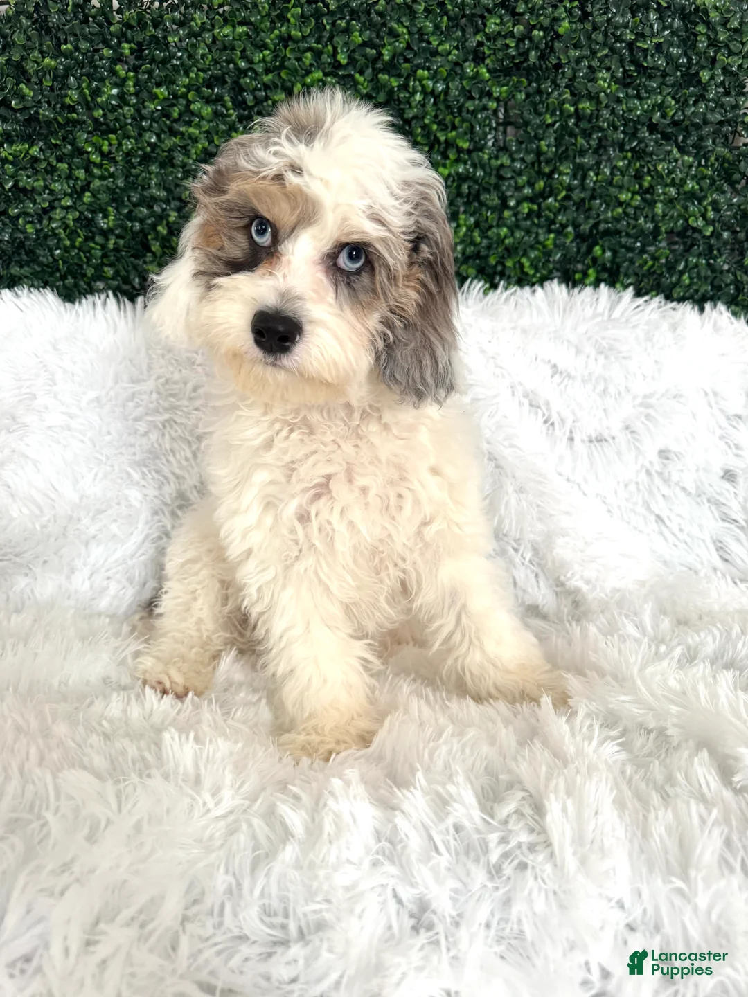 Cavapoo dogs for sale: Chase - Ad 2
