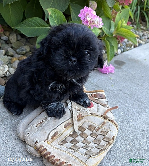 Shih Tzu dogs for sale: Knox - Ad 1