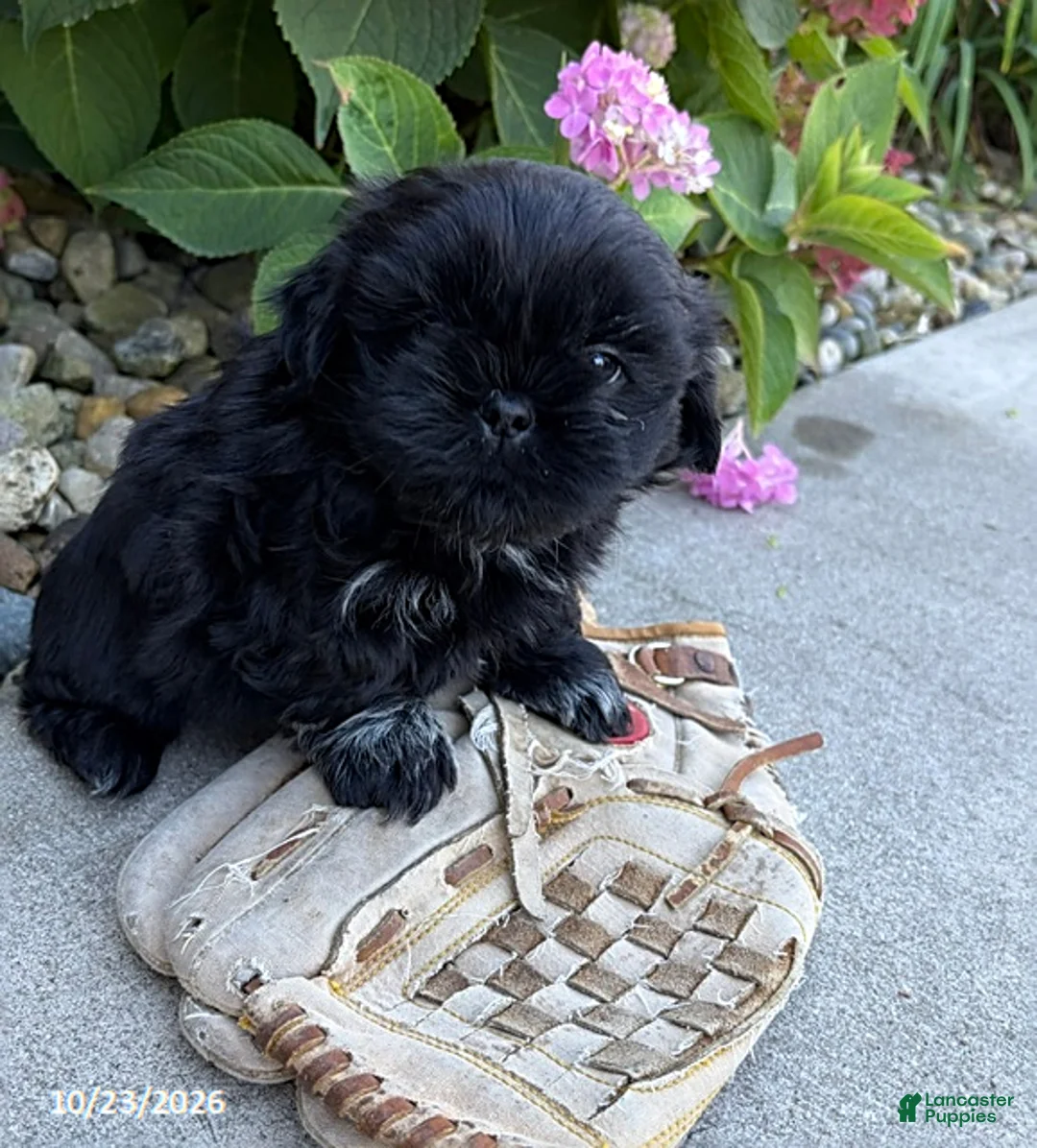 Shih Tzu dogs for sale: Knox - Ad 1