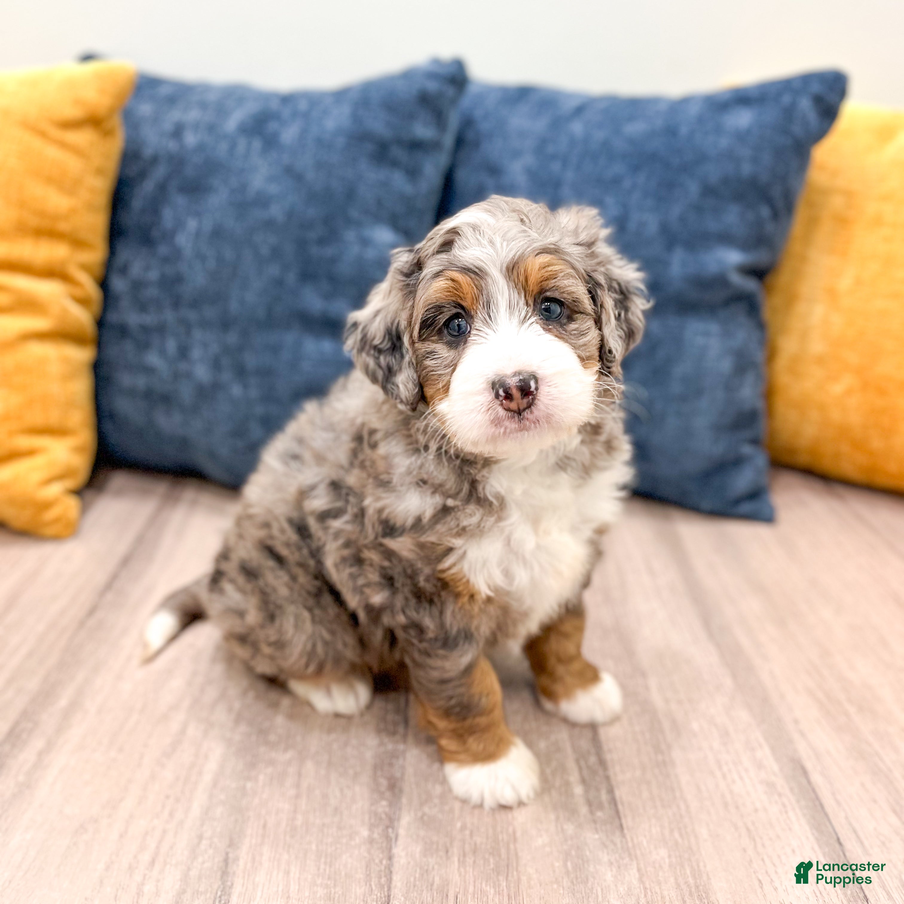 Mini Bernedoodle dogs Jasmine - Ad 1