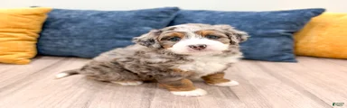 Jasmine