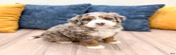 Mini Bernedoodle dogs for sale: Jasmine - Ad 1