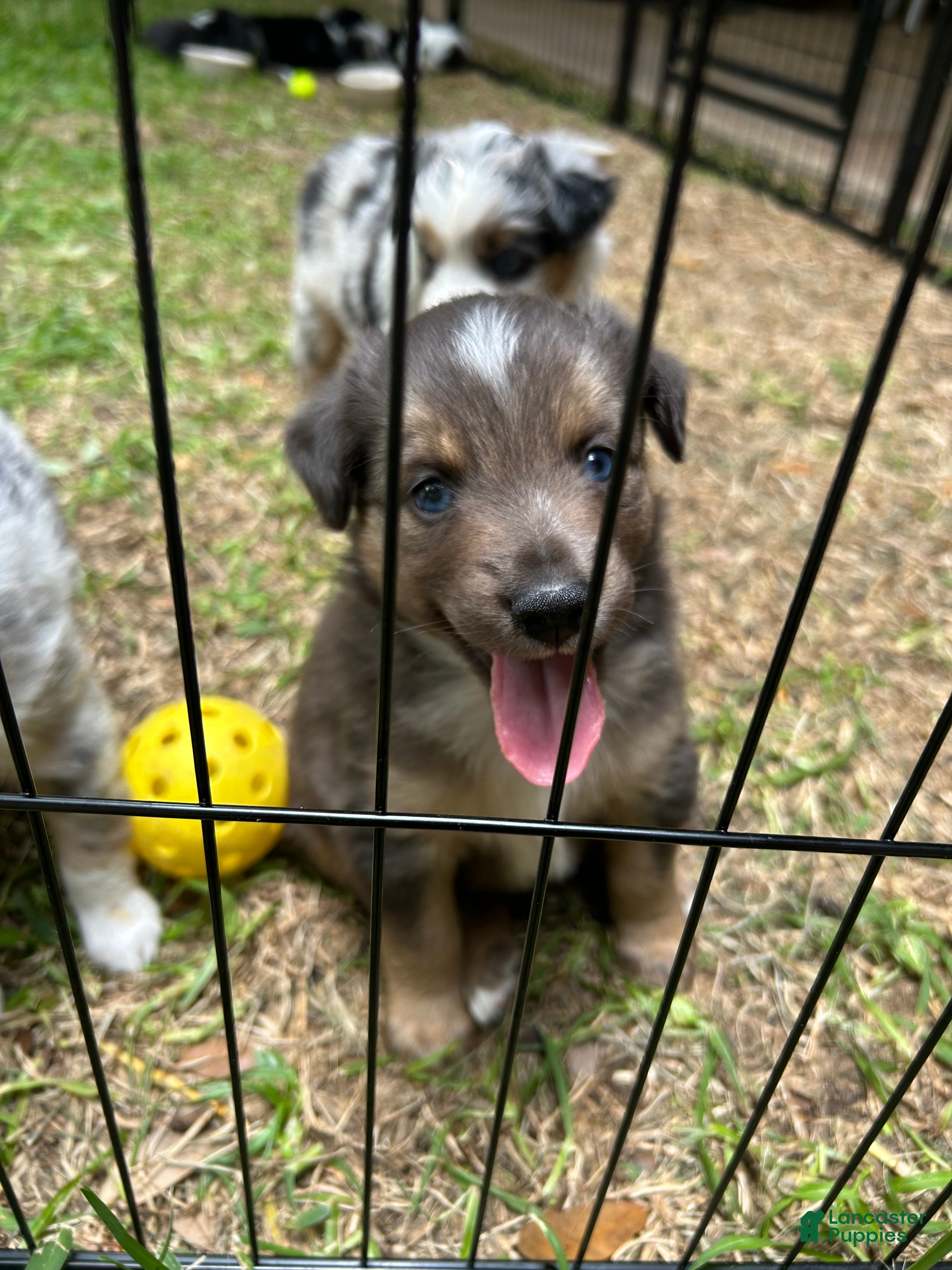 Miniature Australian Shepherd dogs for sale: Nixon - Ad 5
