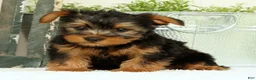 Yorkshire Terrier dogs for sale: Zane - Ad 6