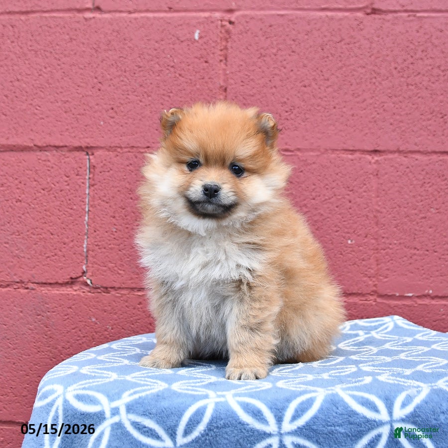 Pomeranian dogs for sale: Nora - Ad 1