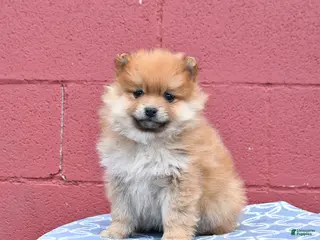 Pomeranian dogs for sale: Nora - Ad 1