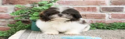 Shih Tzu dogs for sale: Aztec - Ad 8