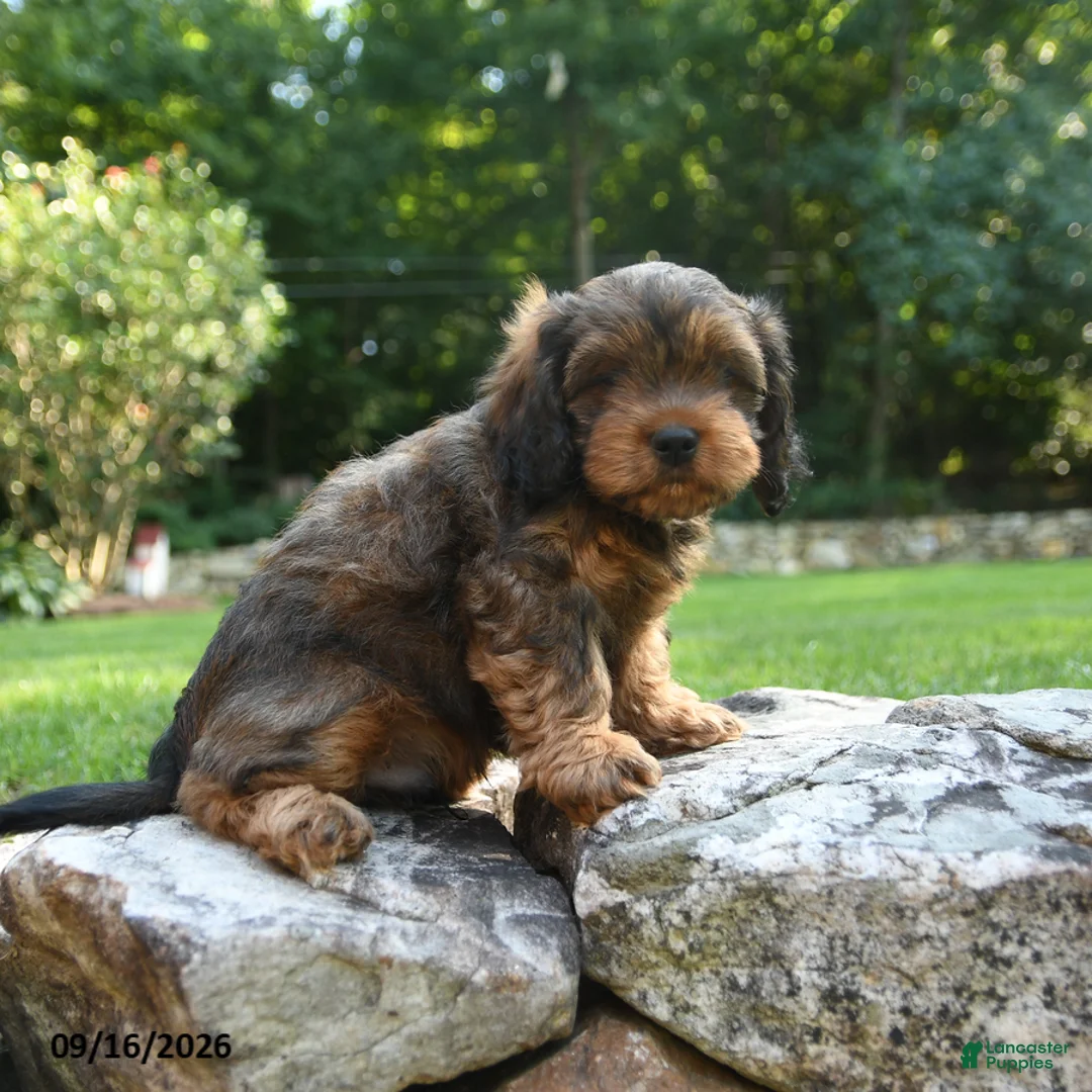 Shihpoo dogs for sale: Aden - Ad 5