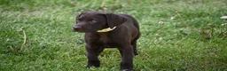 German Shorthaired Pointer dogs for sale: Beauty - Ad 5