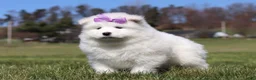 Samoyed dogs for sale: Aurora - Ad 7