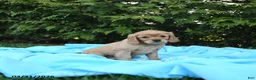 Miniature Golden Retriever dogs for sale: Bennet - Ad 2