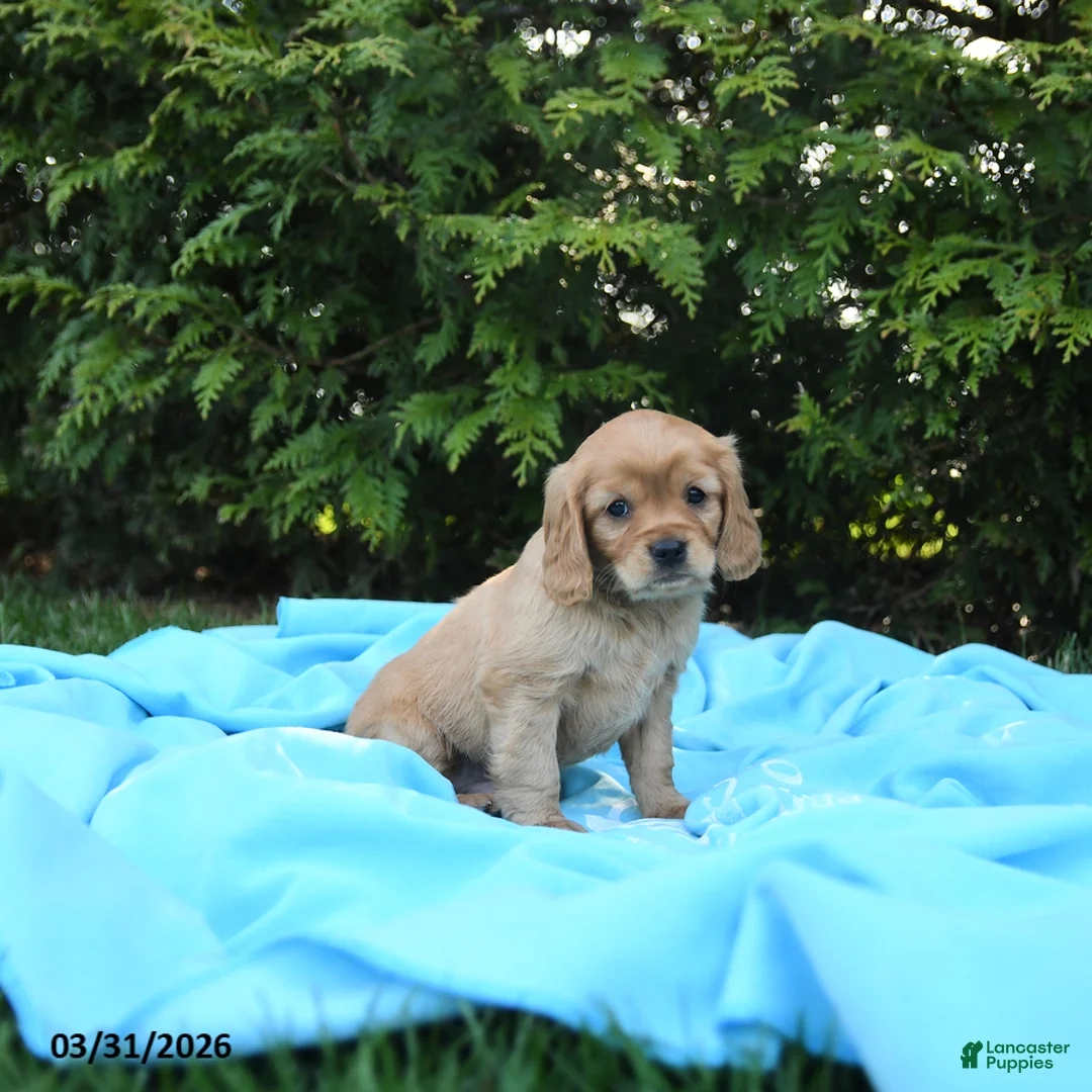 Miniature Golden Retriever dogs for sale: Bennet - Ad 2