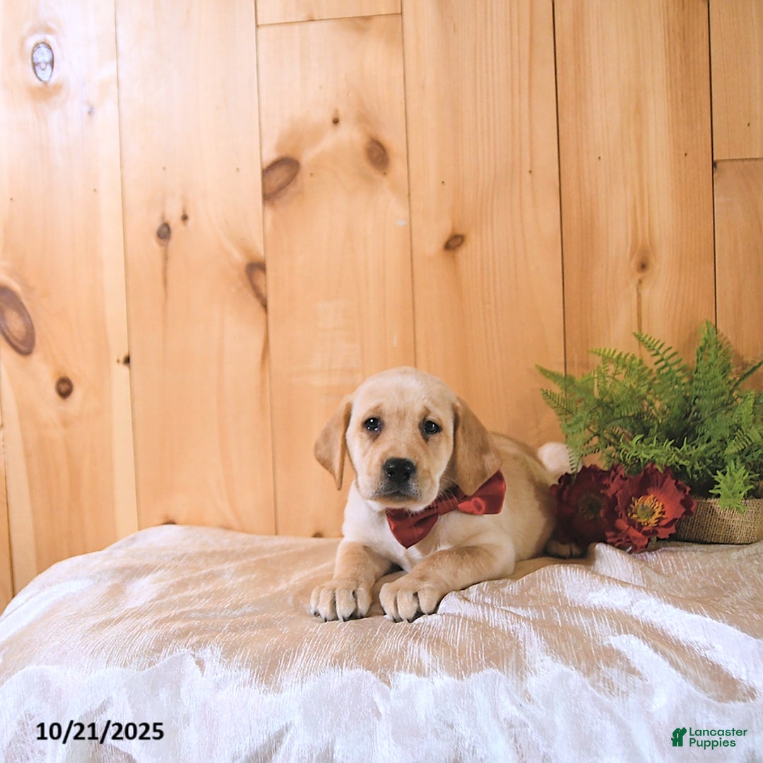 Labrador Retriever dogs for sale: Summer - Ad 10