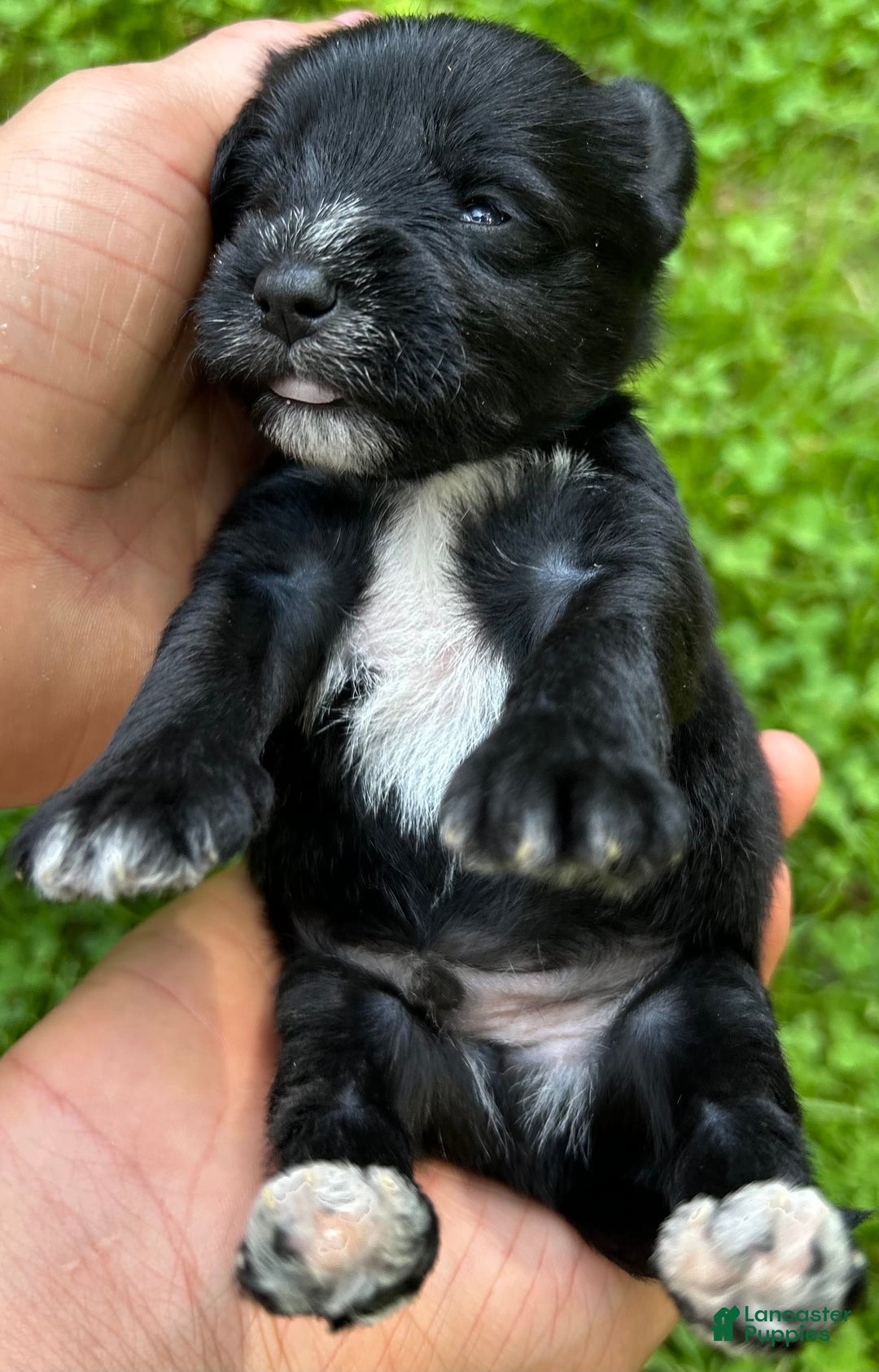 Miniature Schnauzer dogs for sale: Cory - Ad 6