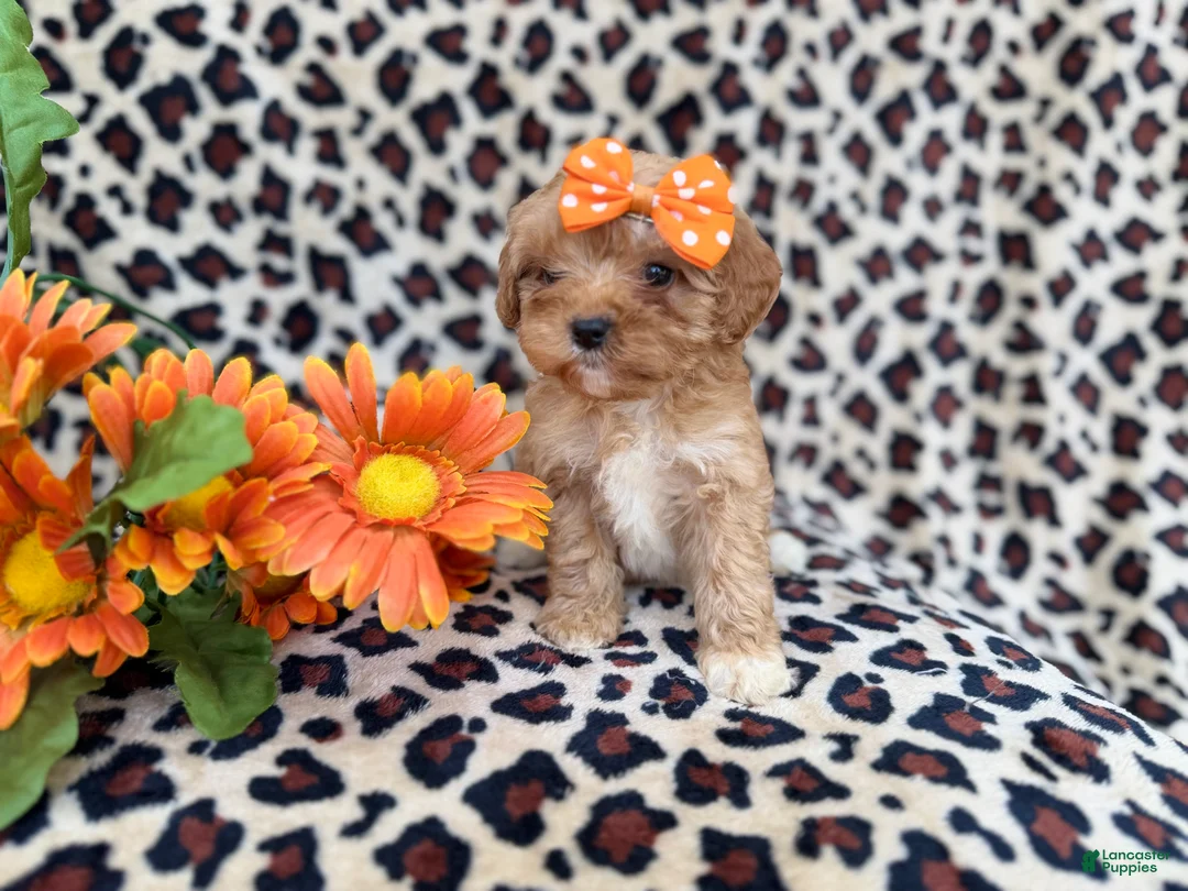 Cavapoo dogs for sale: Sissy - Ad 3