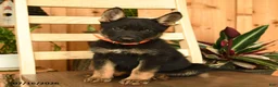 German Shepherd dogs for sale: Jennifer - Ad 3