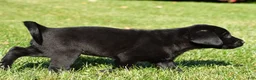 Labrador Retriever dogs for sale: Cade - Ad 5