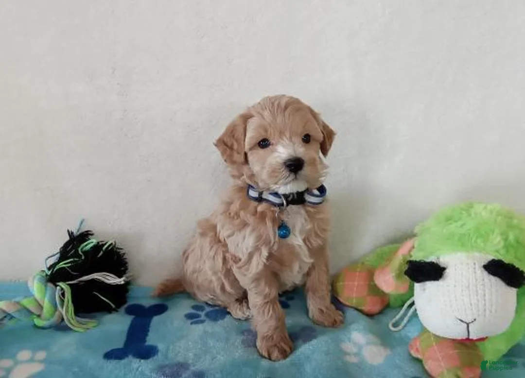 Maltipoo dogs for sale: Maltipoo Puppy 2met - Ad 4