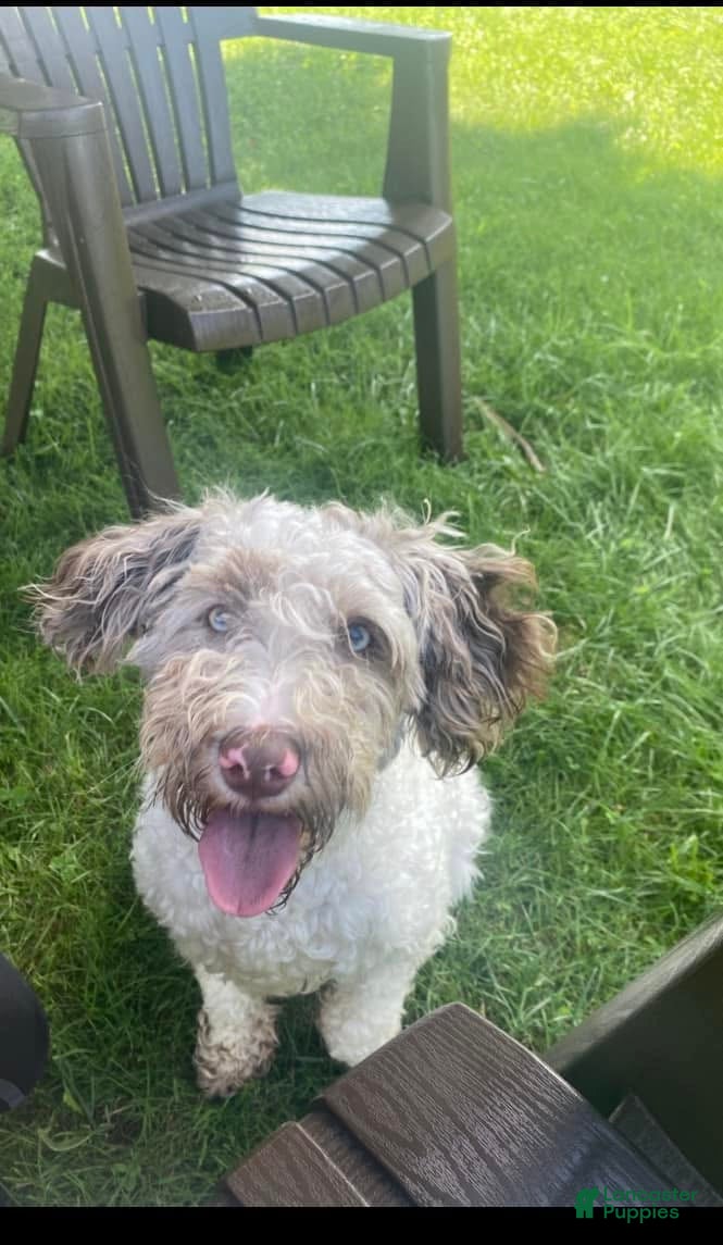 Miniature Labradoodle dogs Merle MALE- Chase - Ad 2
