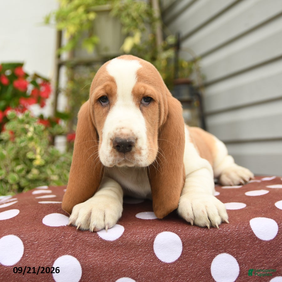 Basset Hound dogs Hagar - Ad 1